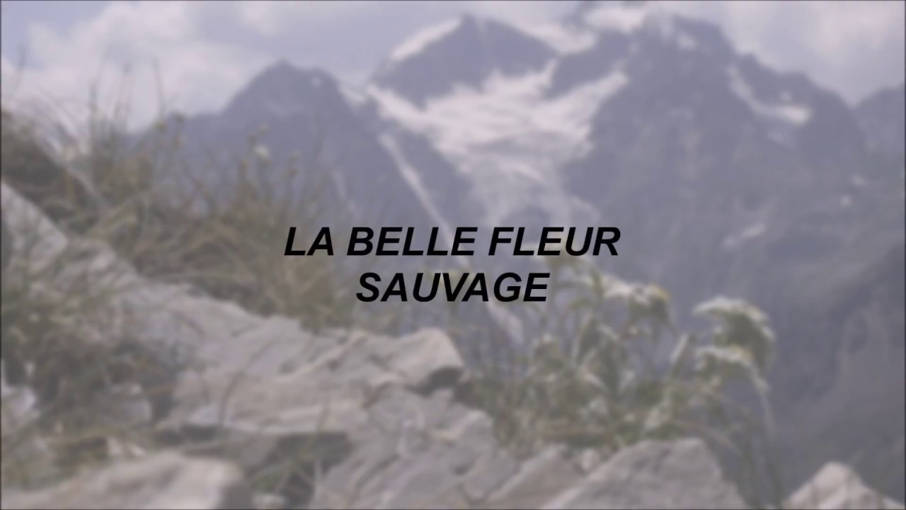 Lord Huron // La Belle Fleur Sauvage - Lyrics