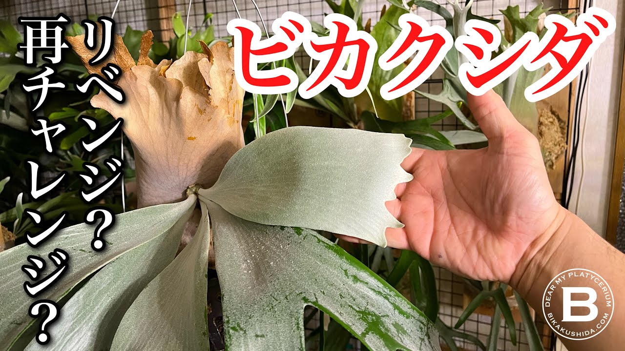 【ビカクシダ】リベンジ？再チャレンジ？ コウモリラン/観葉植物/