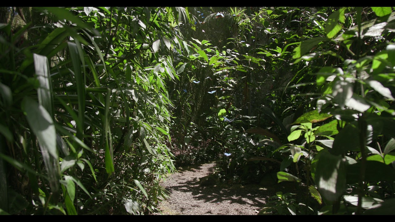 The Butterfly House at Pierella Ecological Garden in Costa Rica