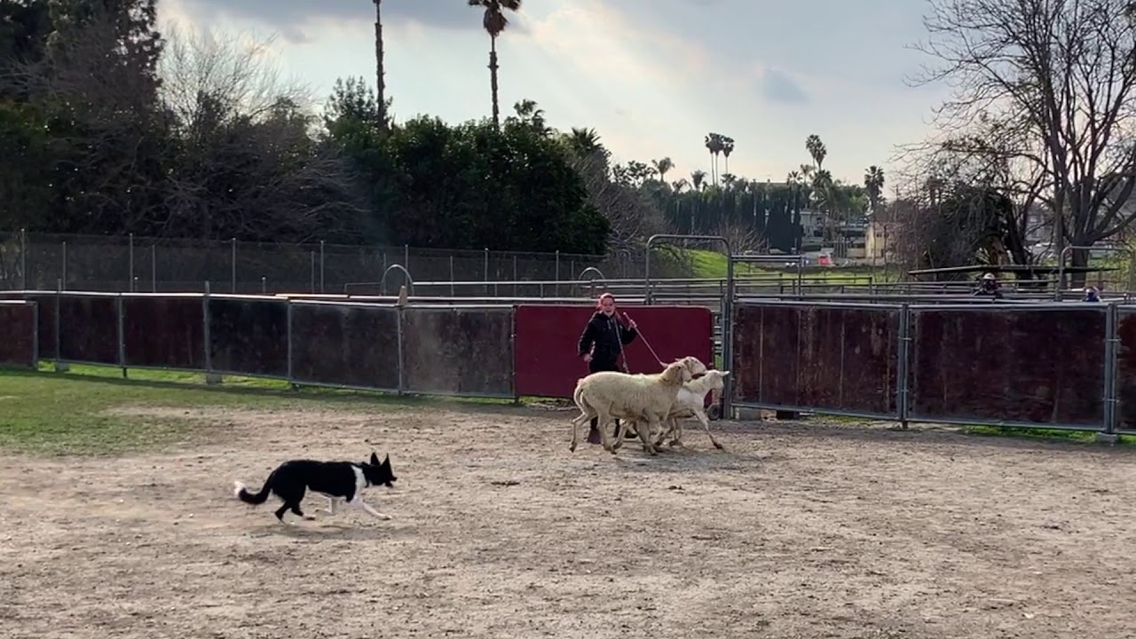Sora's AKC Pre-Trial Herding Test (PT)! Border Collie Sheep Herding