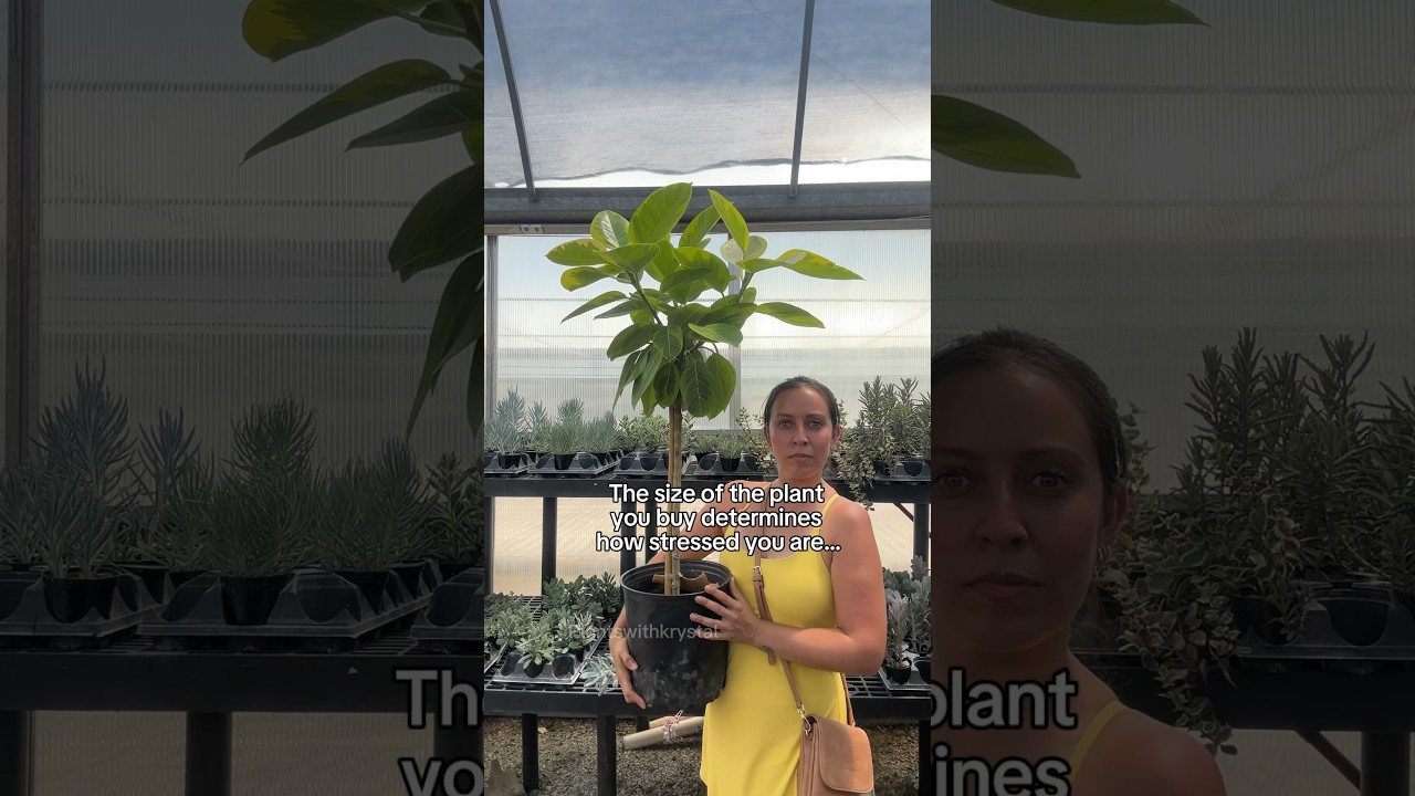 What size plant do you need? #plantlovers #plants