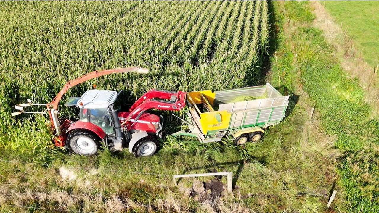 Opening A Maize Paddock 