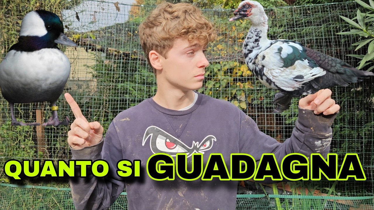 quanto si GUADAGNA allevando ANATRE