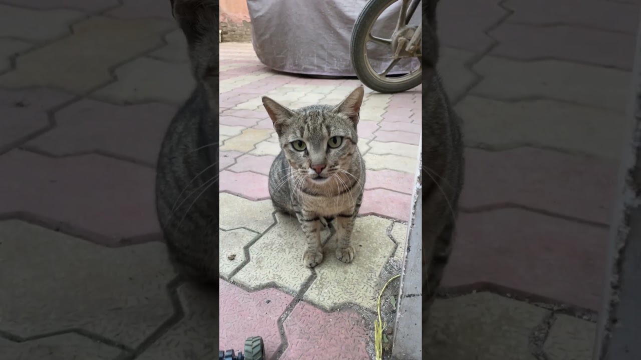 #cat #lover #biladi