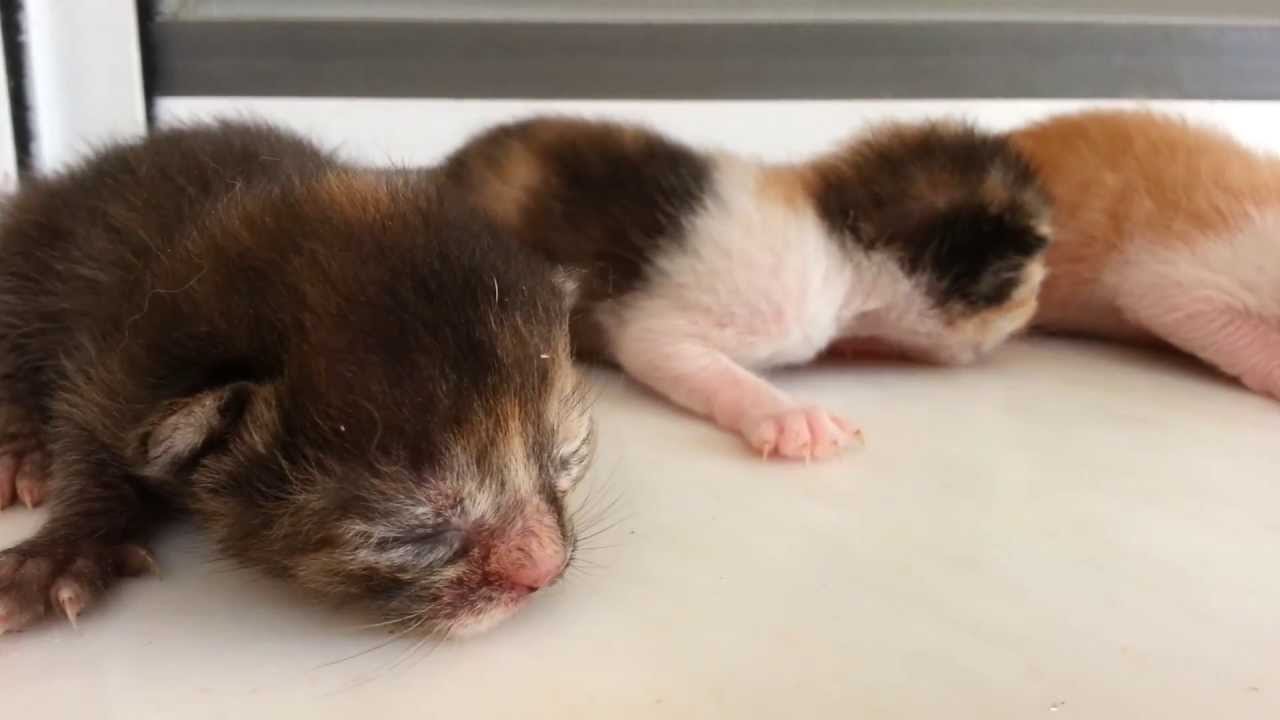 2 days old new born kittens