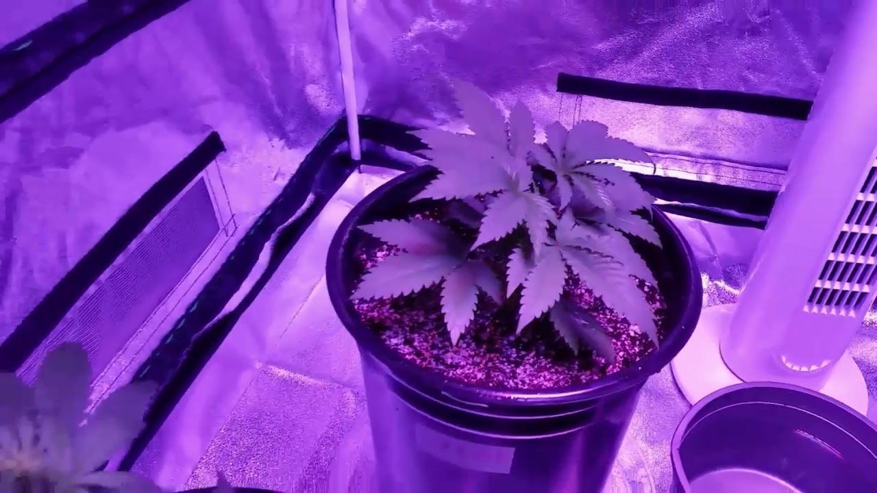 MizzFlo420Grow