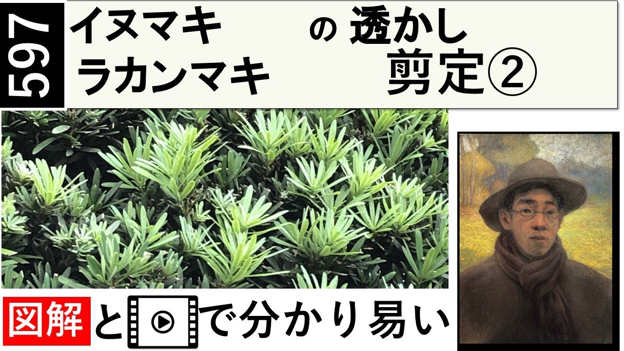 597 年一回手入れのイヌマキ、ラカンマキ剪定　Pruning dog maki and lakan-maki once a year.　miki3