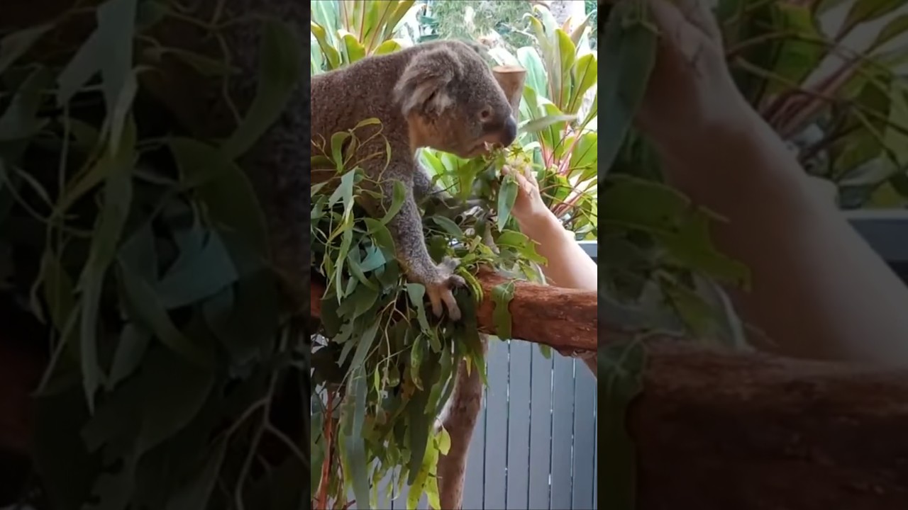 Hamilton Island Wildlife Park 