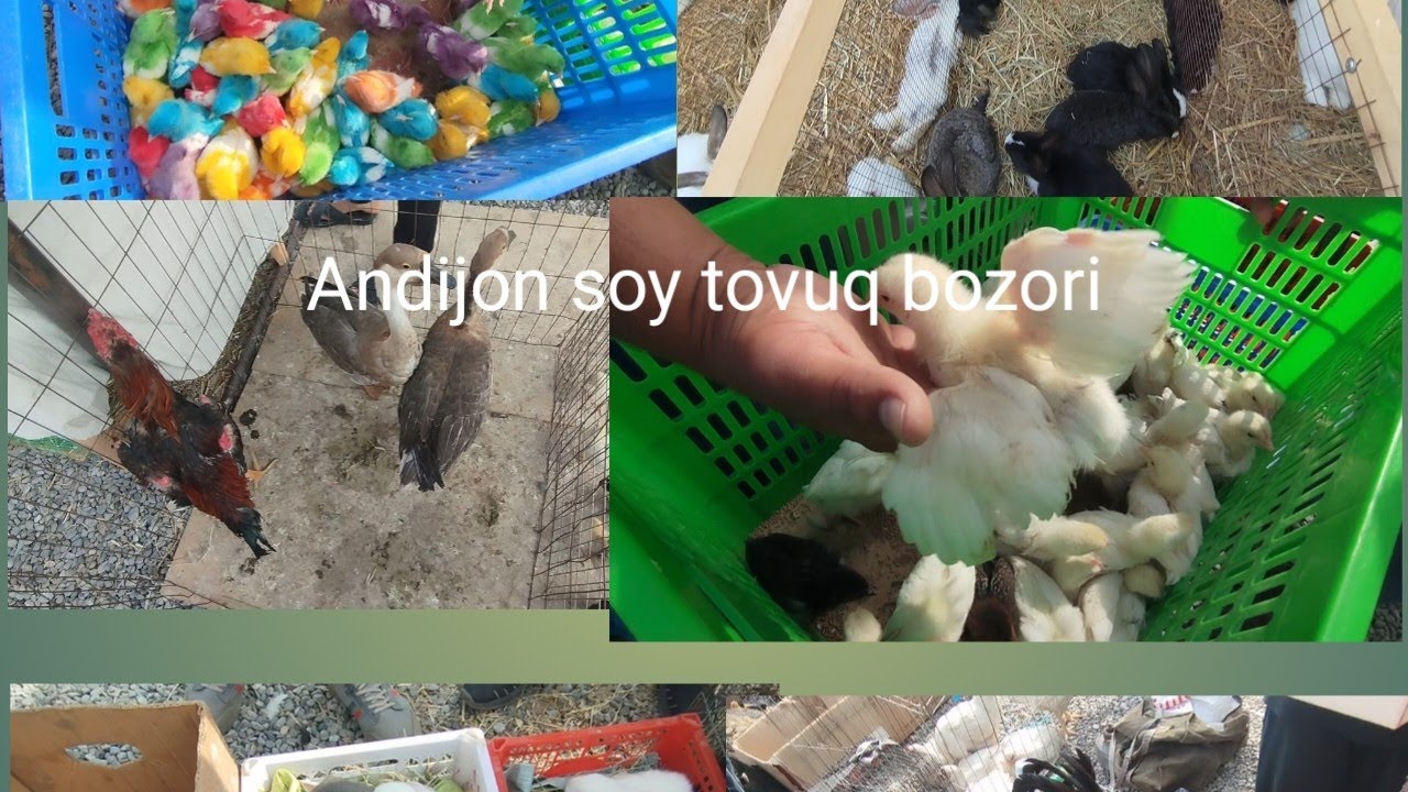 Andijon soy tovuq bozori quyon oʻrdak tovuq gʻoz qora joʻjalar 08 06 2025