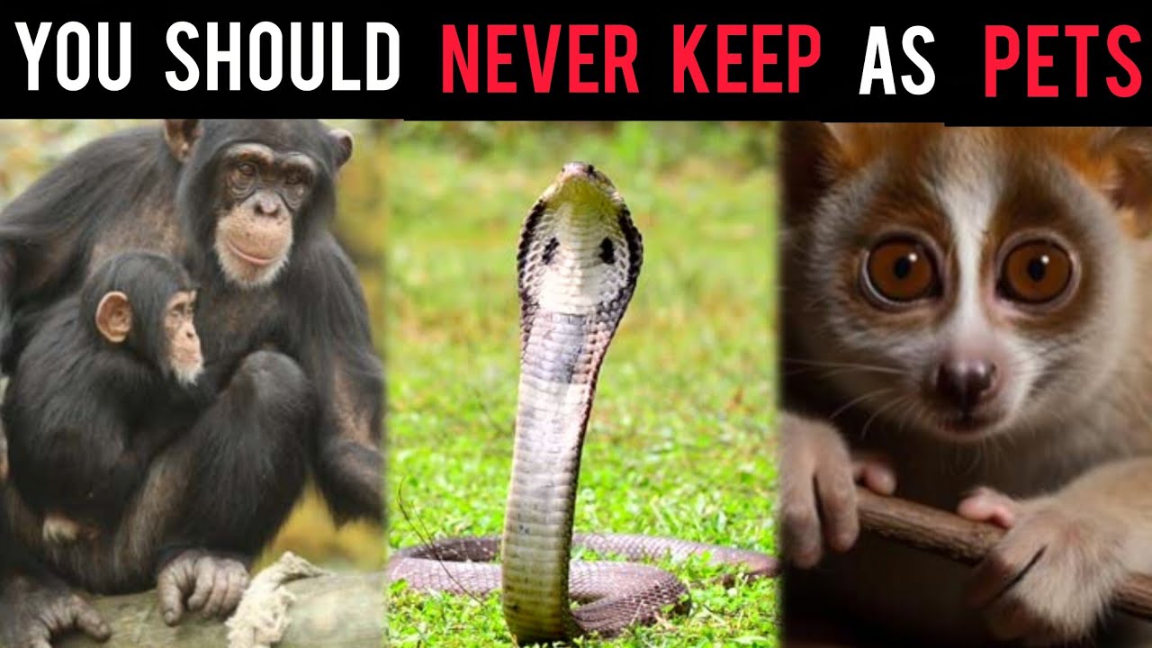 5 Animals You Should Never Keep As Pets 