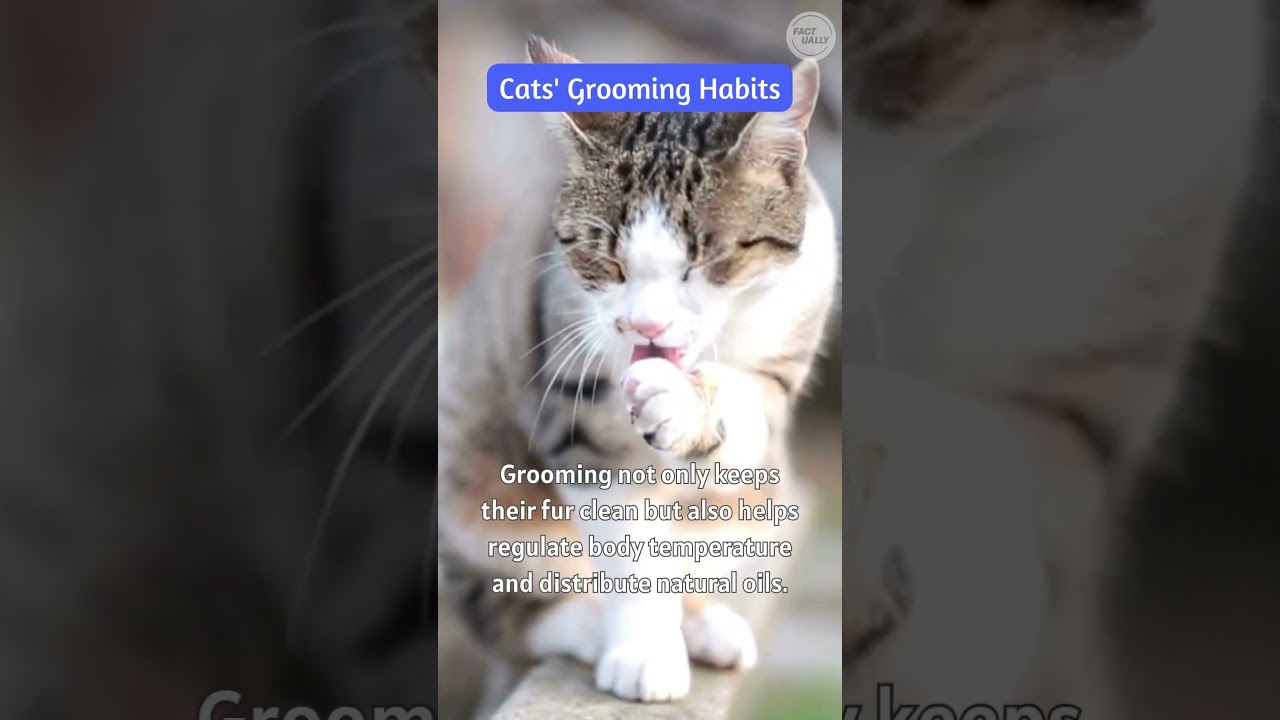 Cats' Grooming Habits # cats