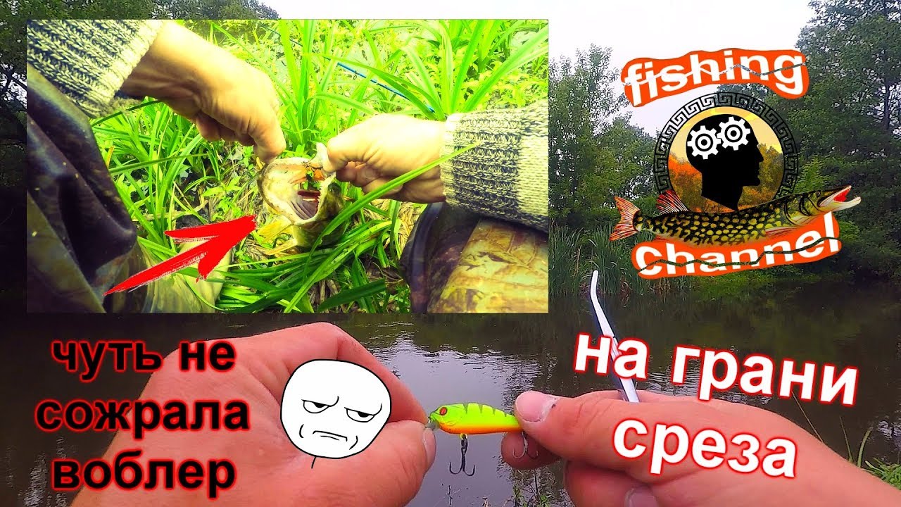 щука воблер pontoon 21 cheerful 40 sp sr на микроречке 10.06.2017 г.