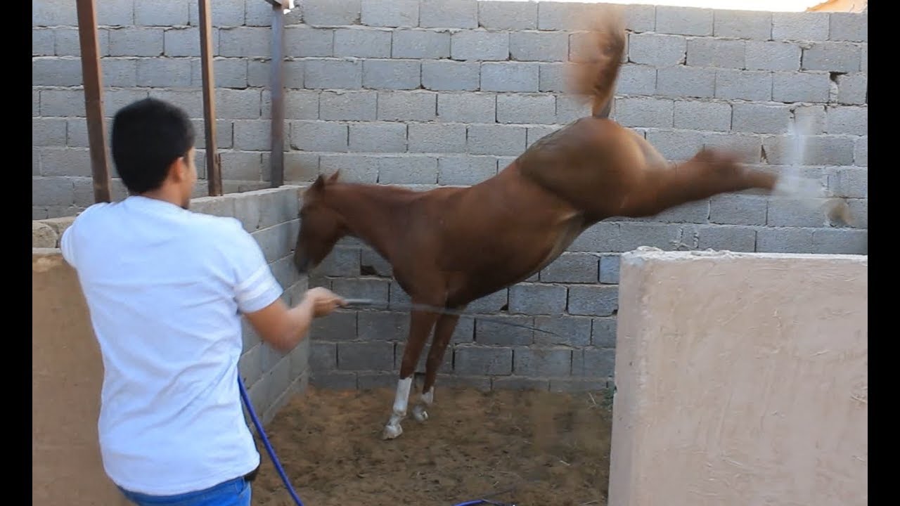 عسف مهرة شرسة وترفس من الخوف وصقلتها ممكن تذبح  - الحلقة الأولى