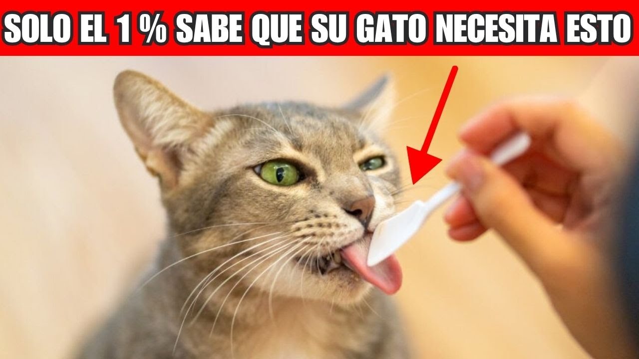 El 99 % no lo hace, ¡pero a tu gato le vuelve loco!