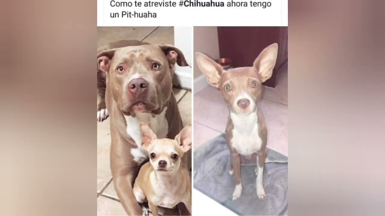 Memes de la semana - Semana 26