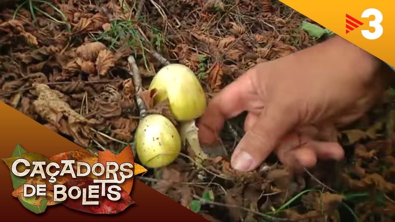 Caçadors de bolets CAP. 78