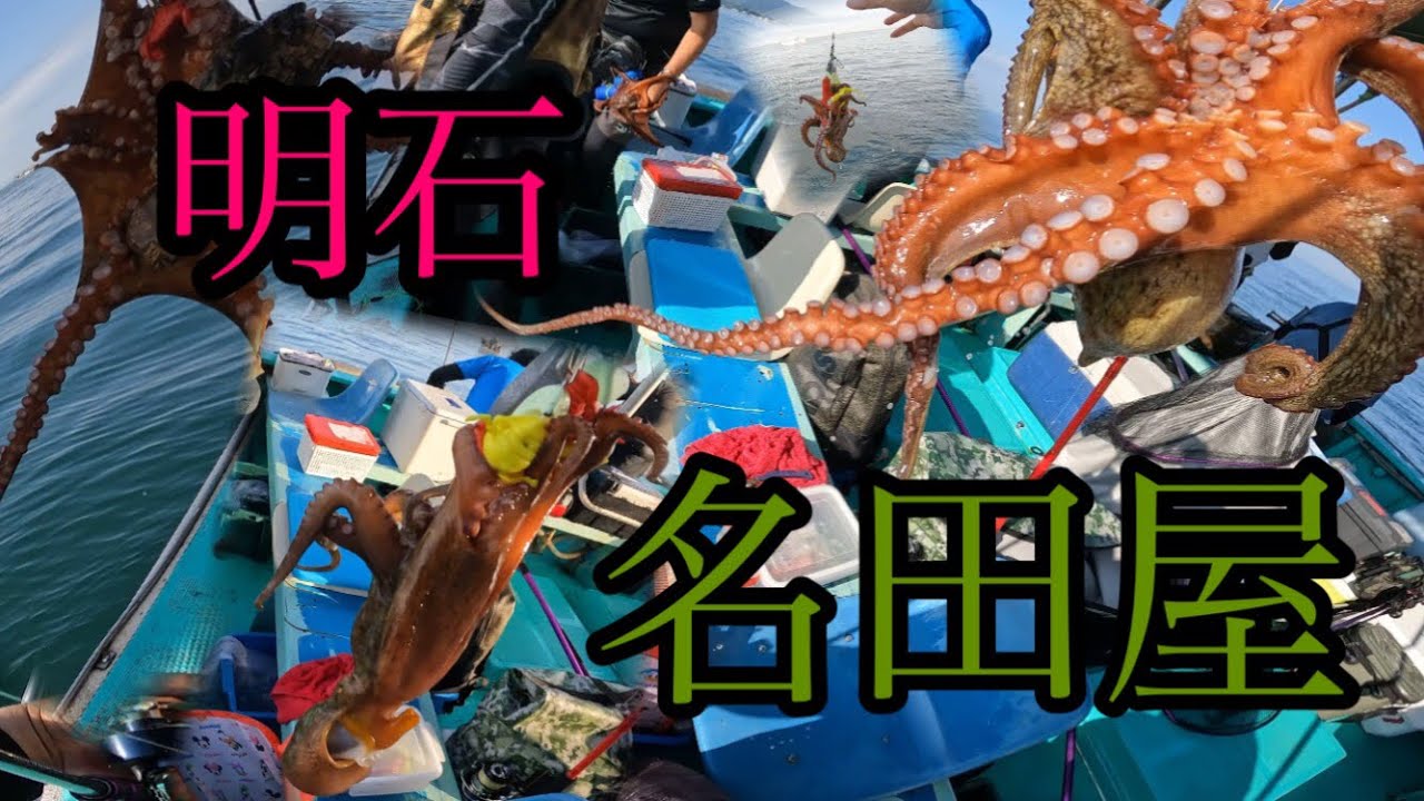【明石】名田屋で船タコほぼ中玉で平均サイズUP！