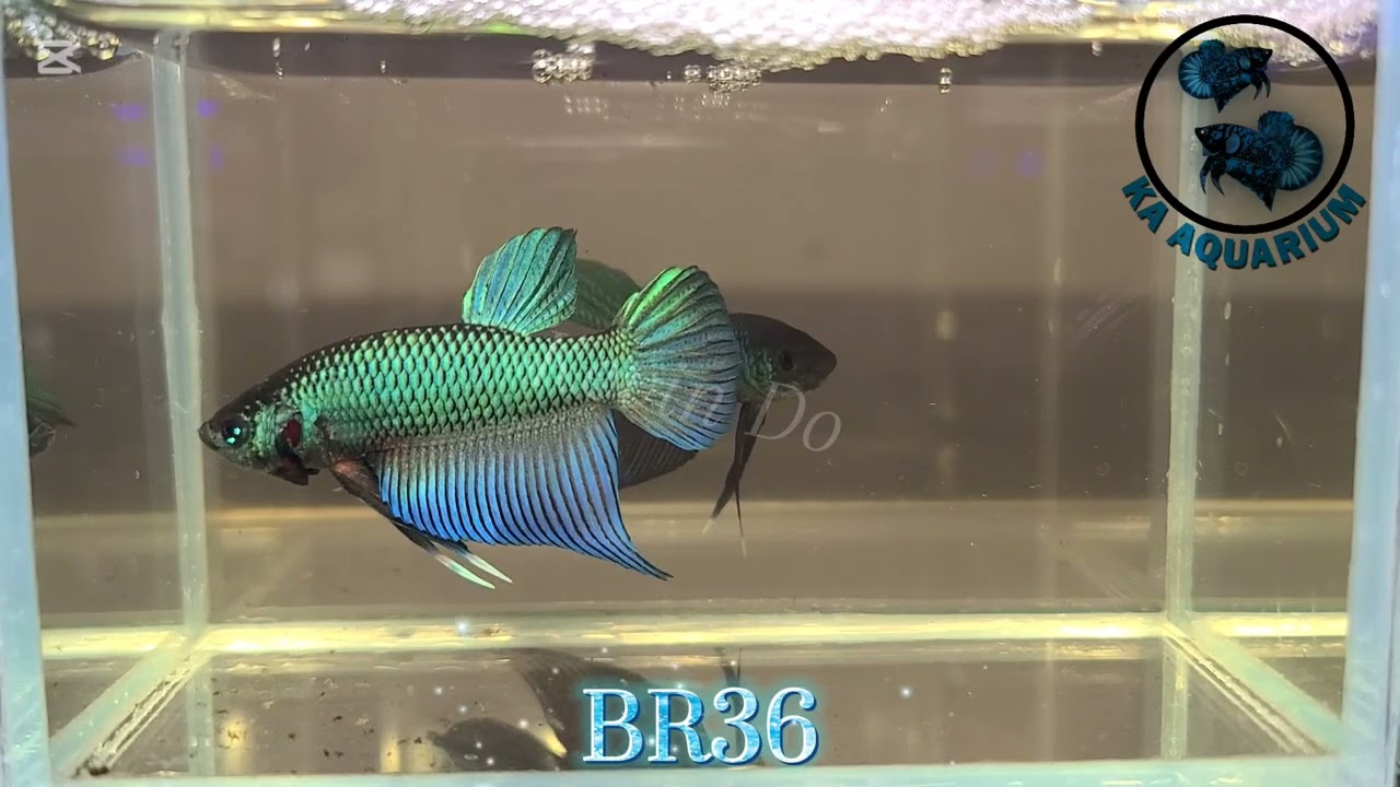 Wild Betta Buriram Male BR36 | Betta fish | Betta in Canada | KA Aquarium