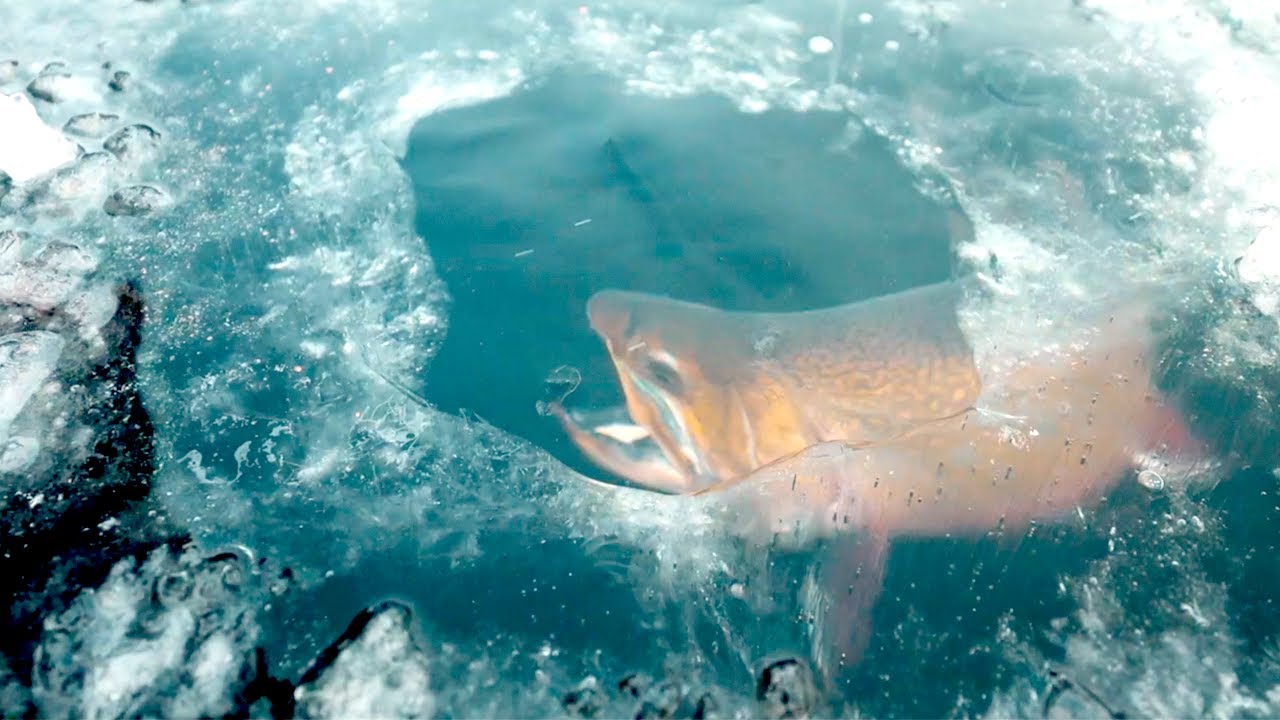 ICE Fishing Early Season Trout (Catch + Cook)