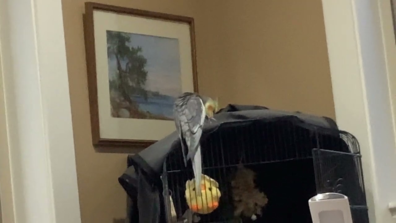 Kirby preening pt 1/3