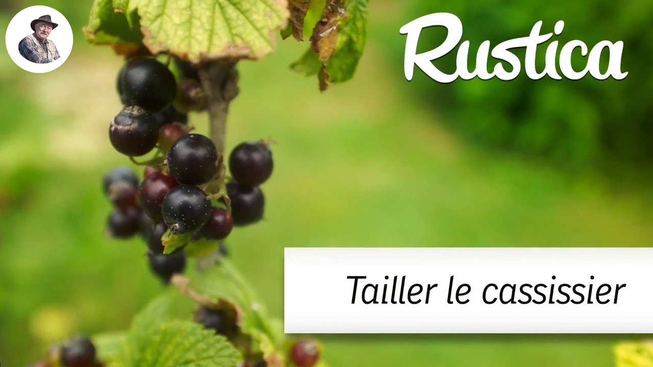 Tailler un cassissier