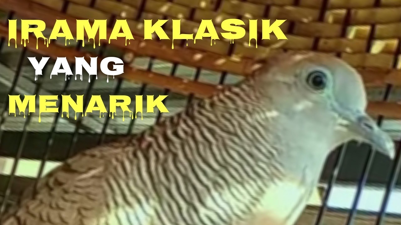 IRAMA KLASIK PALING MEWAH ,,,PERKUTUT GACOR SUARA KUNG BESAR & MEWAH PANCINGAN AGAR RAJIN BUNYI