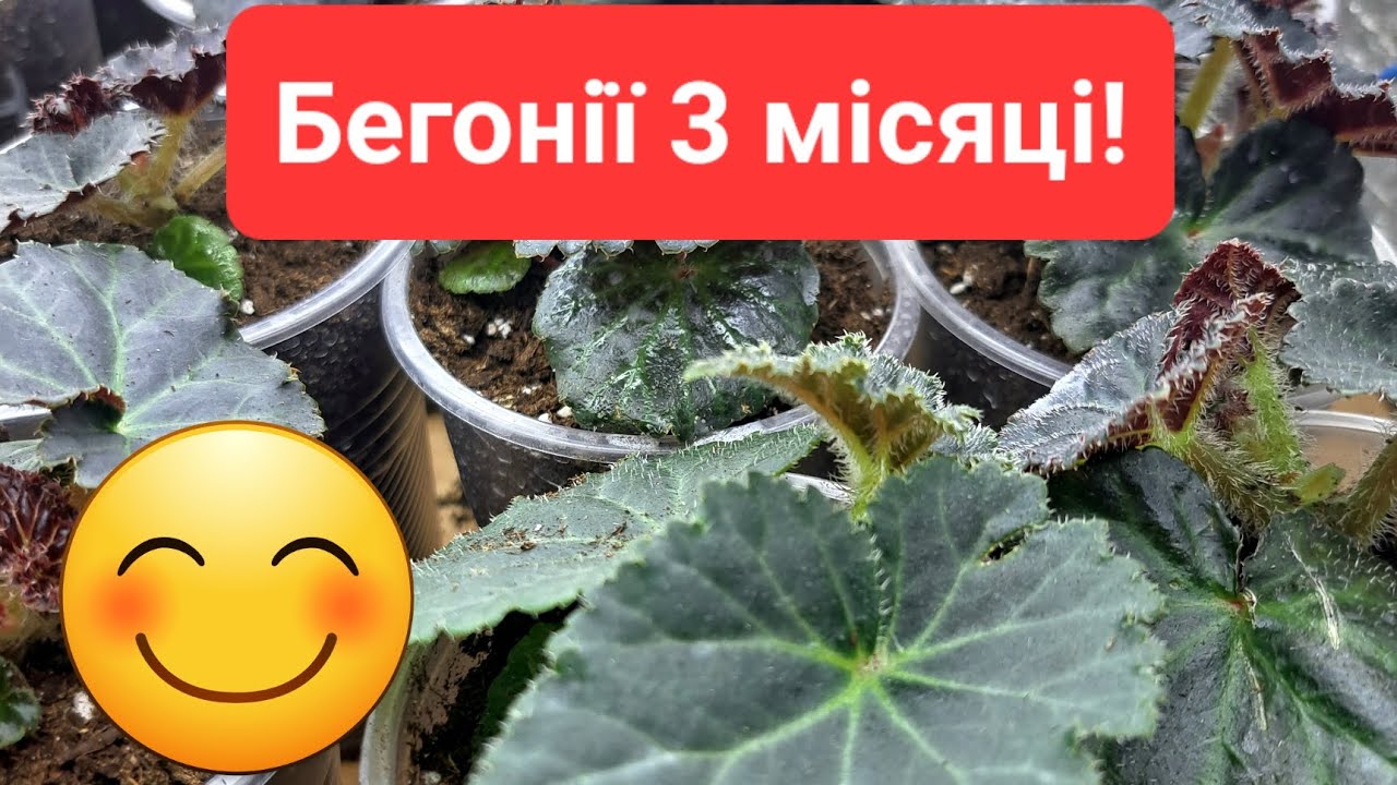 Вирощування бегонії з насіння! Мій досвід!😊#українськийконтент #бегония
