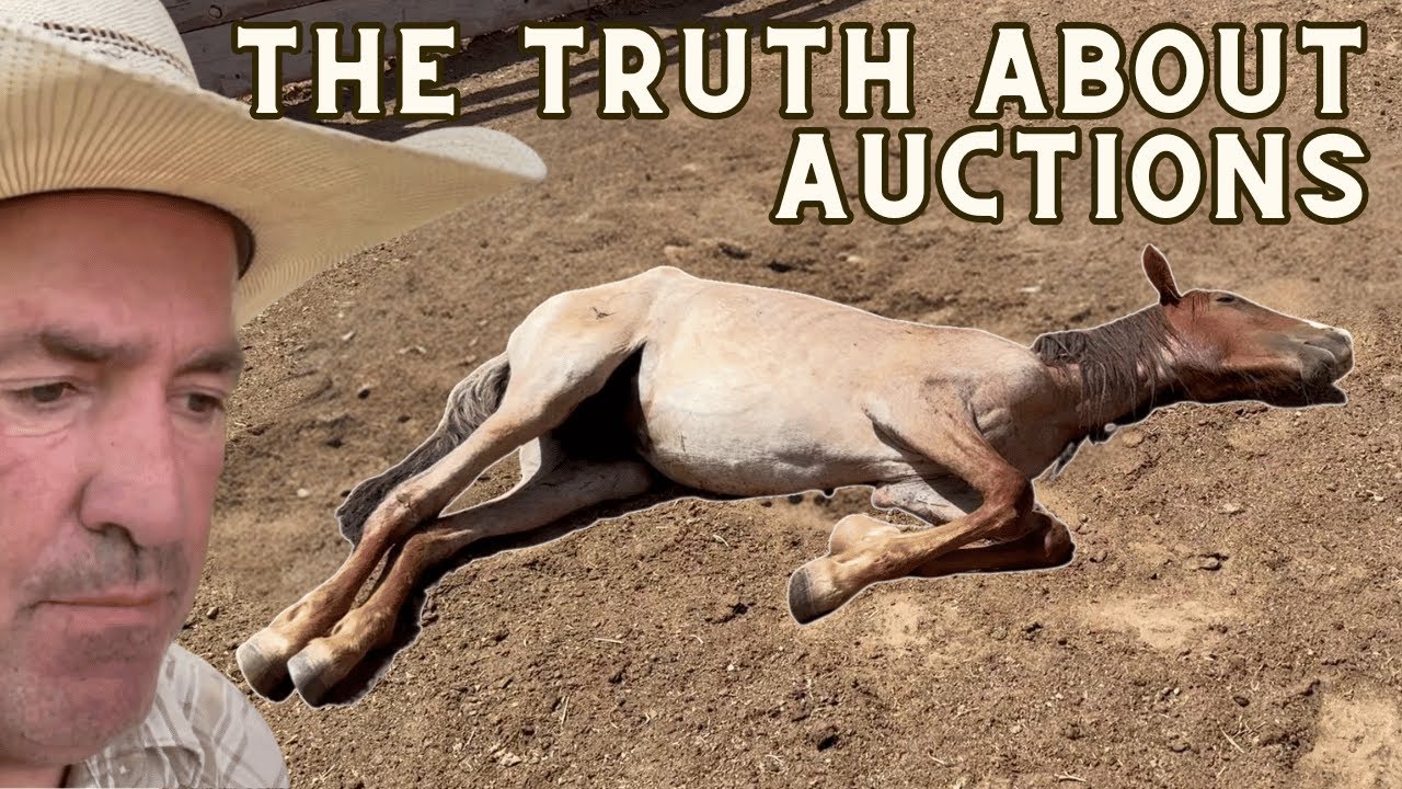 Спасите лошадь! Она была почти мертва!