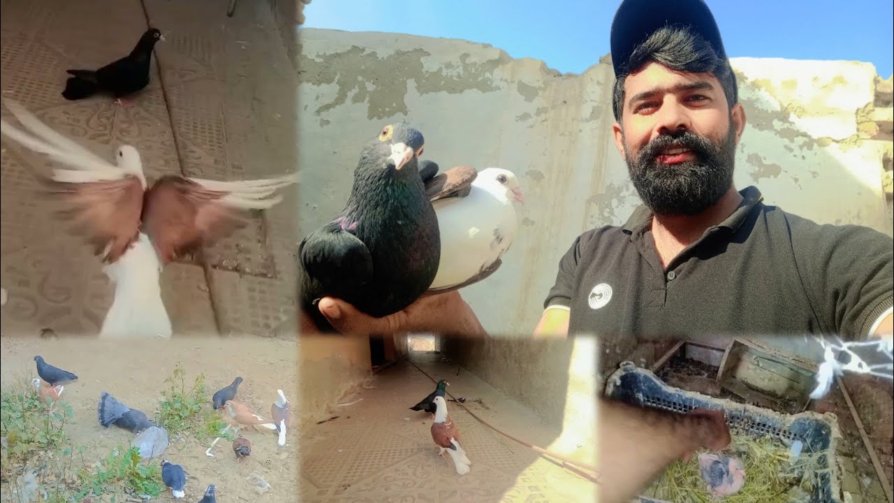 Kabutr Pet House Sy Urh Gaya Wapis Bh Agya Part 4 | Kabootar ko training ky ly chora Day 3/