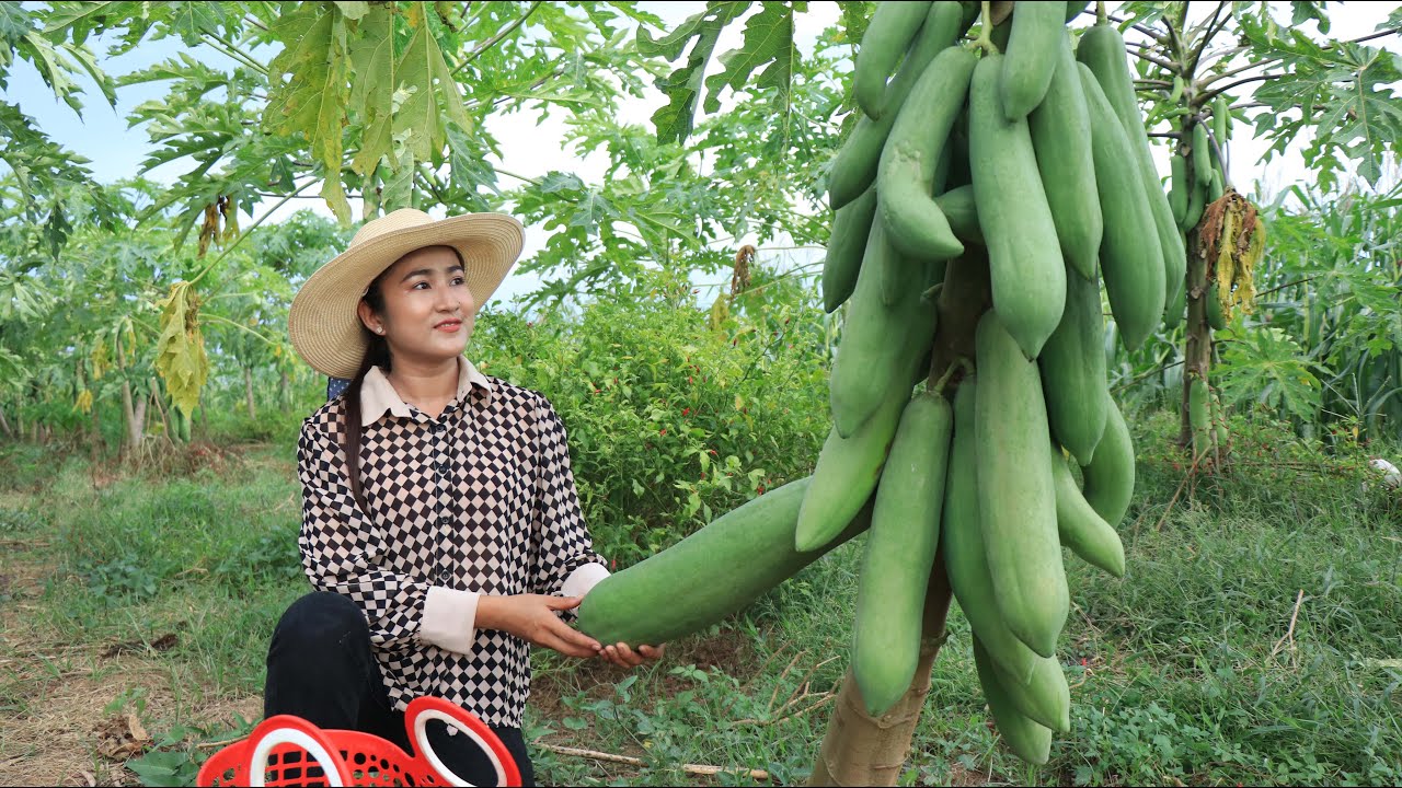 Pick papaya from my village farm for cooking / Papaya soup cooking / Cooking with Sreypov