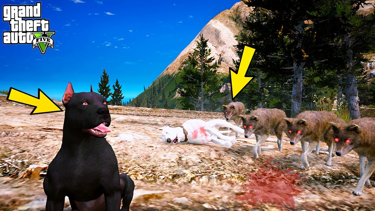 YAVRU PİTBULL TYSON BABASINI VAHŞİ KURT SÜRÜSÜNDEN KURTARIYOR! - GTA 5