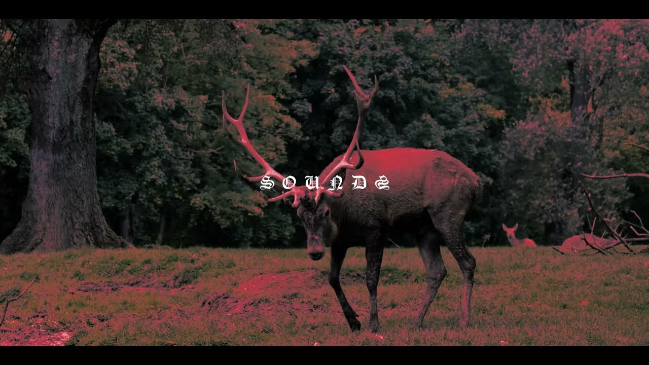 Fontaines D.C. - I Love You