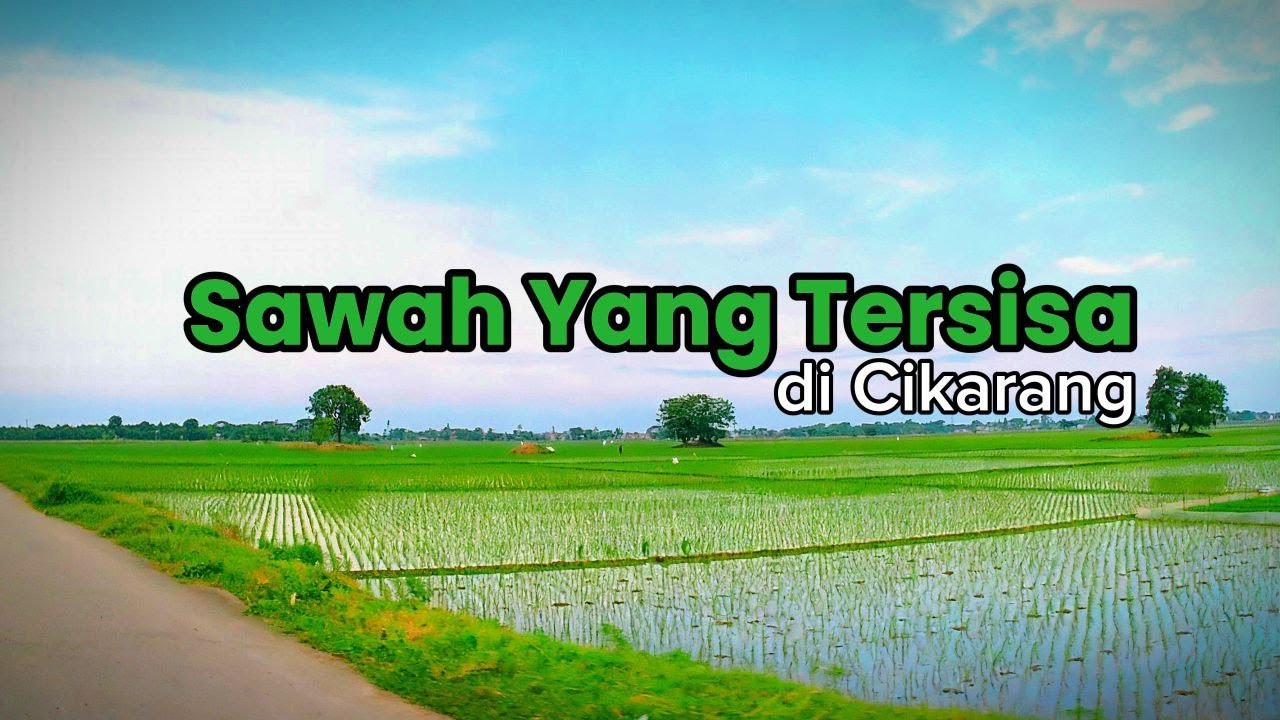 Hampir Hilang! Inilah Hamparan Sawah Terakhir Di Cikarang
