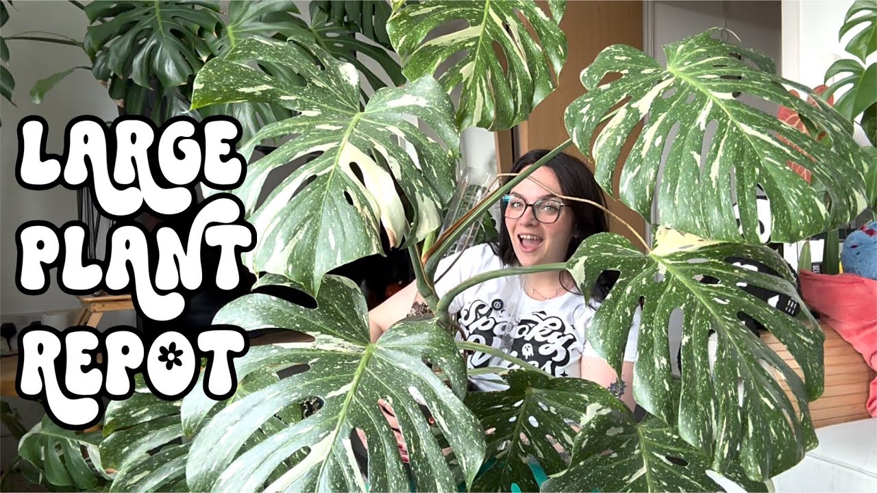 Repot My Large Monstera Deliciosa Thai Constellation With Me! ✨