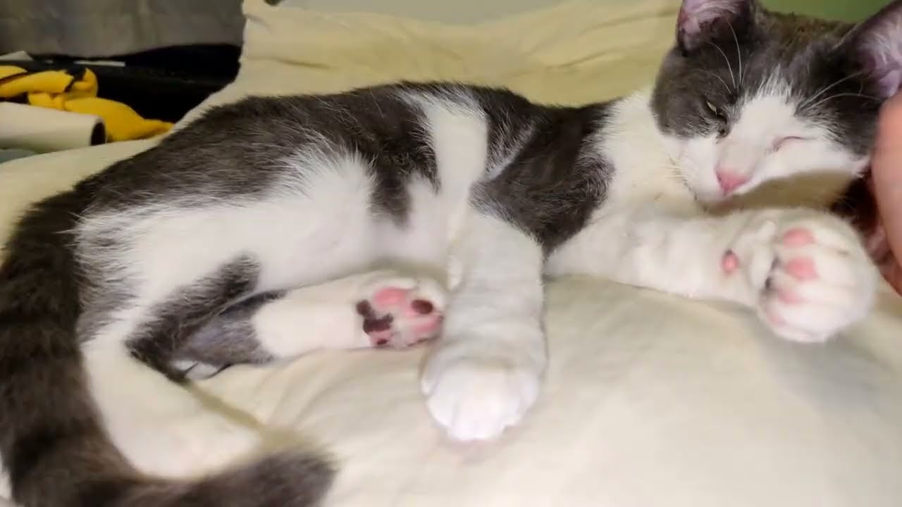 White Shadow Will Sleep and Purr to Help You Relax on this Cold Winter Day