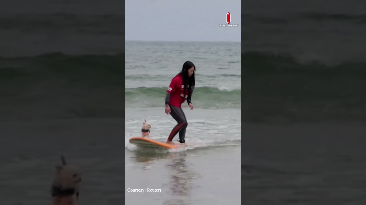 স্পেনে সার্ফিং প্রতিযোগিতায় কুকুর