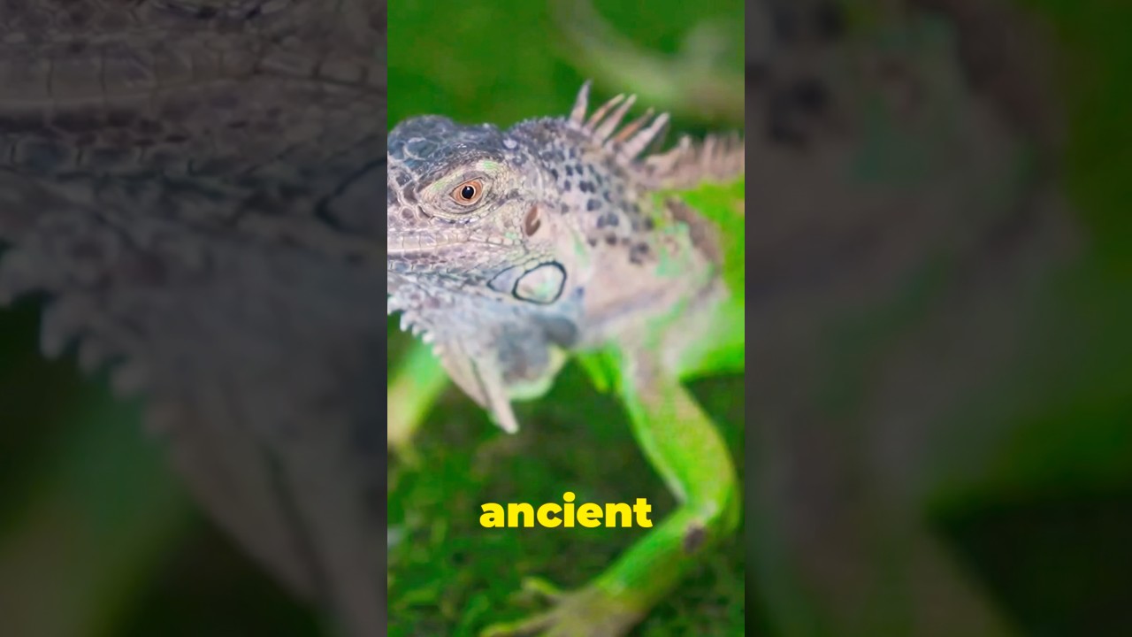 How to Pet a Baby Iguana: A Complete Guide #shorts #babyiguana