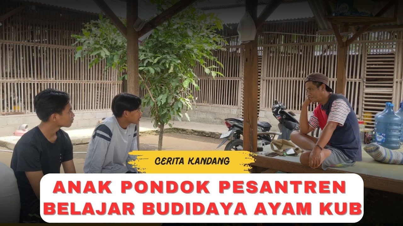 Anak Pondok Pesantren Belajar Budidaya Ayam KUB | Ilmu untuk Masa Depan
