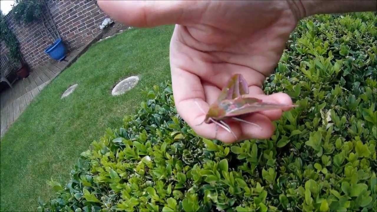 Marvellous Mr Moth