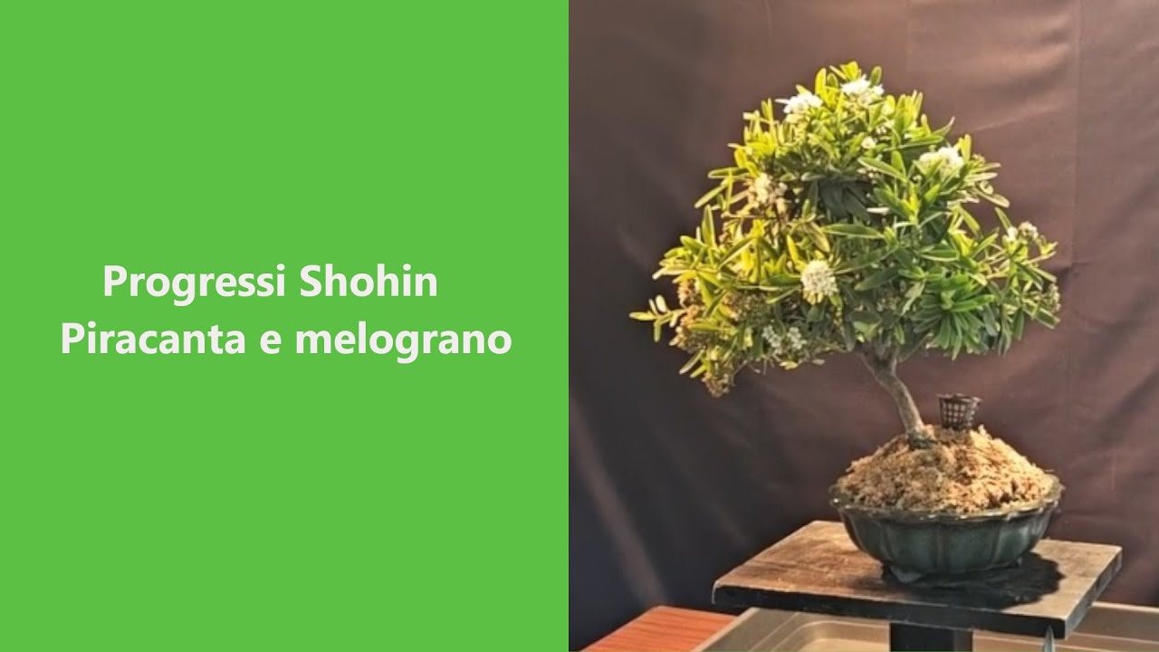 Piccoli lavori su Bonsai Shohin.  Piracanta e melograno.