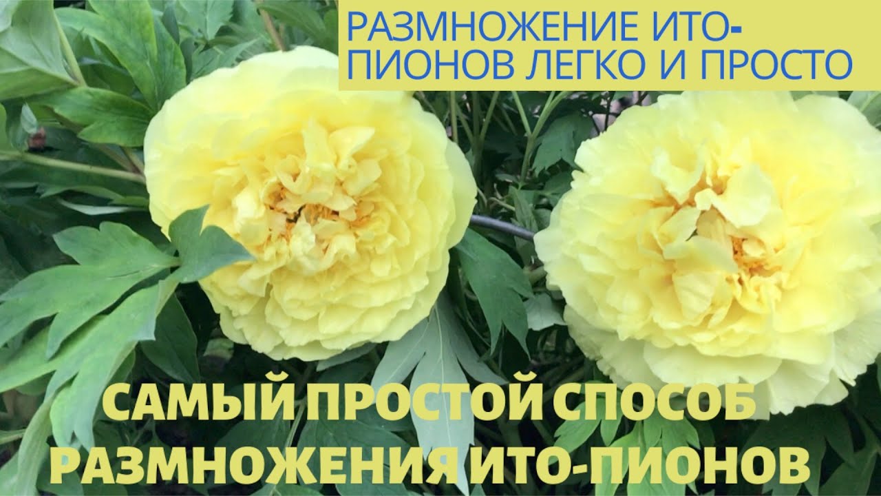 Peonies//Самый простой способ размножения ИТО - пионов