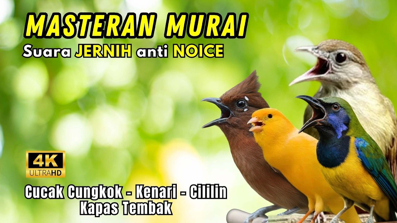 Masteran Murai Tembakan Kenari, Kapas Tembak, Cungkok, Cililin
