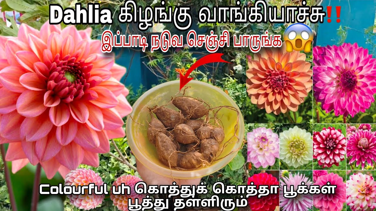 Dahlia கிழங்கு வாங்கியாச்சு😍 | Evlo alahana pookalai eppadi valapathu🤔| Shamrinzeena