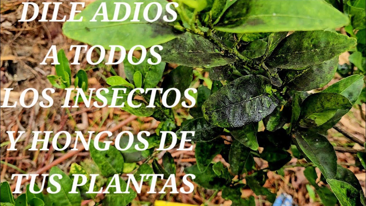 COMO ELIMINAR HONGOS, CHINCHES, PULGON Y TODAS LAS PLAGAS PARA DEJAR TUS PLANTAS LIMPIAS