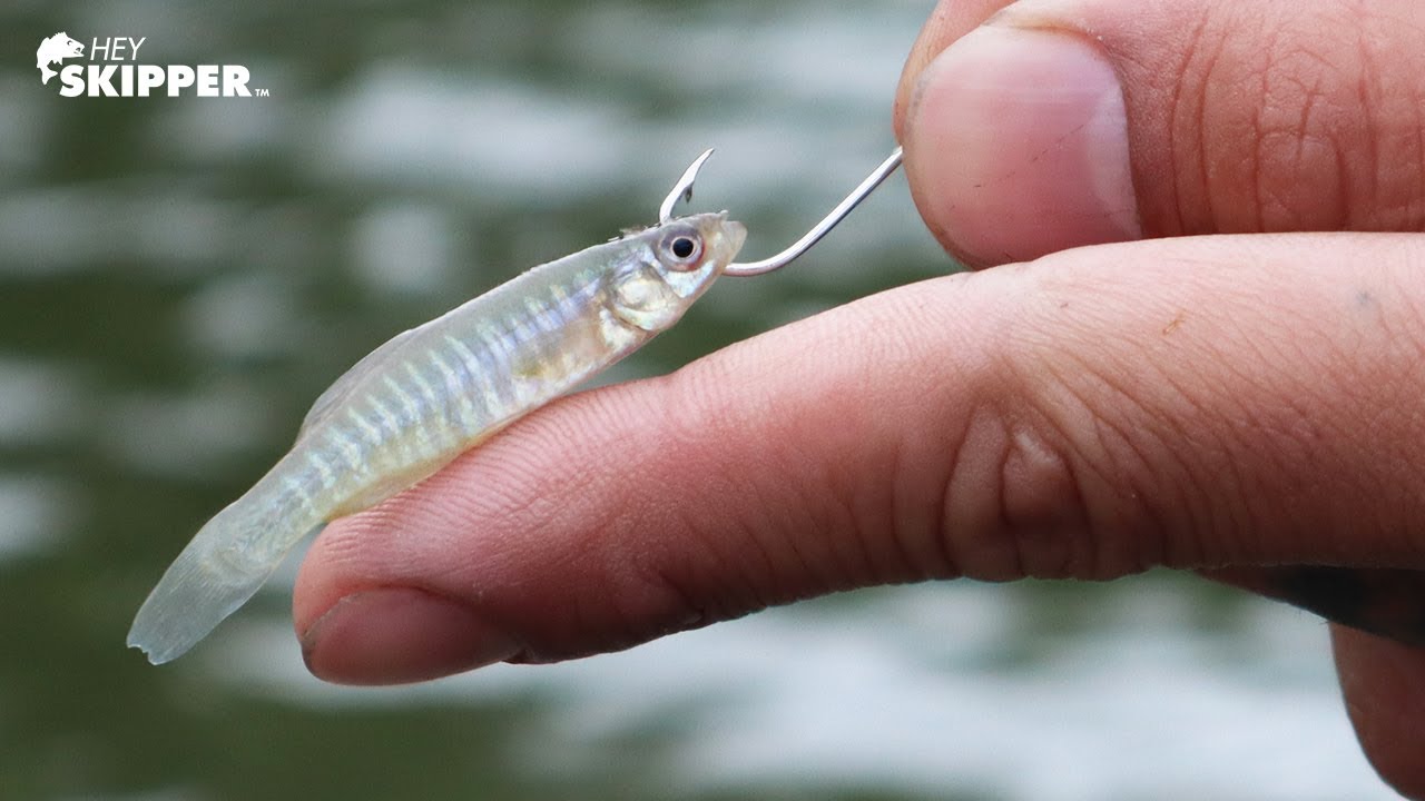 Using tiny scavenged bait to catch big fish!