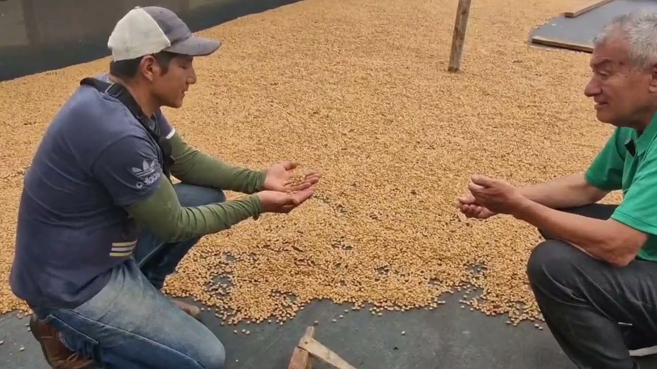 Lizardo Imbachi, ganador concurso café Bourbon Rosado, Palestina Huila
