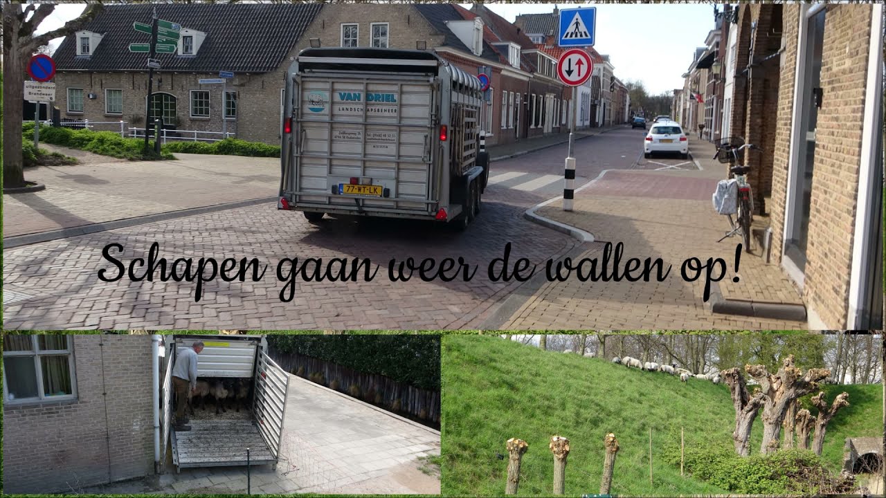 2021 Schapen naar de wallen in Willemstad