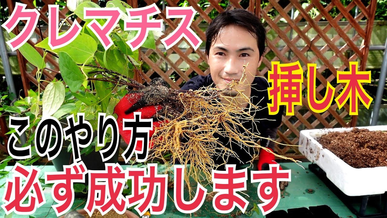 【クレマチスの増やし方】挿木のやり方と植え替えまでを実践で解説します！！全てがわかります！【園芸】【ガーデニング】