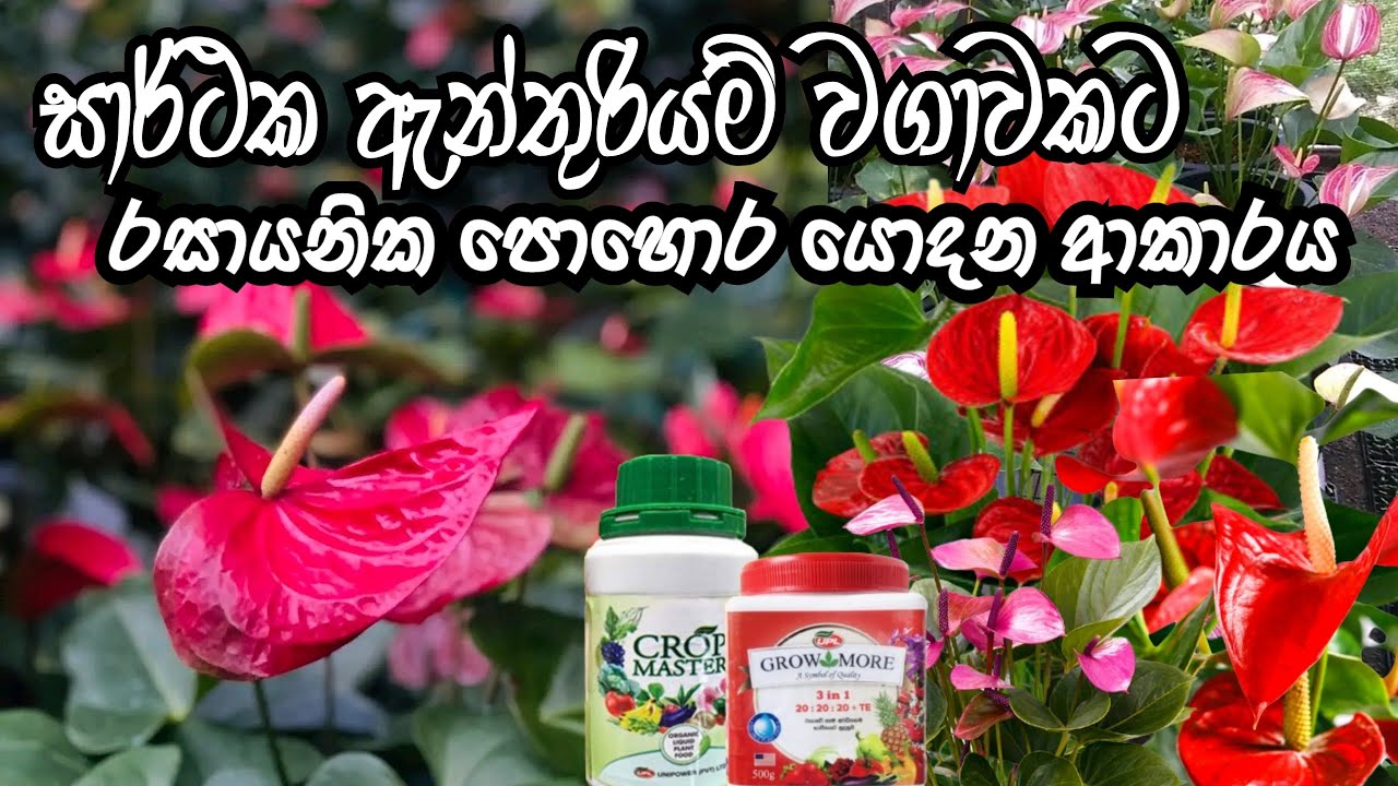 ඇන්තුරියම් වගාව සදහා රසායනික පොහොර  | How to use fertilizer for anthurium | govi gedara