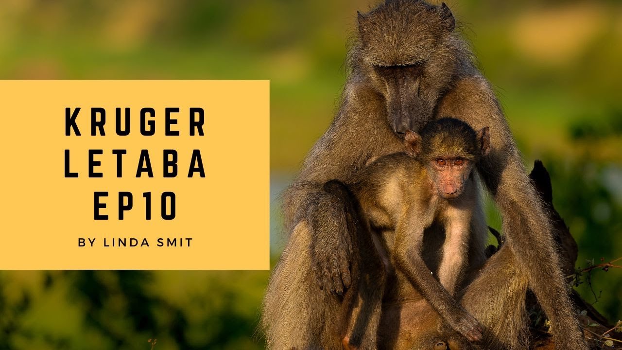 Photographing hippos & elephants from a bird hide at Letaba | Safari Kruger National Park Ep10